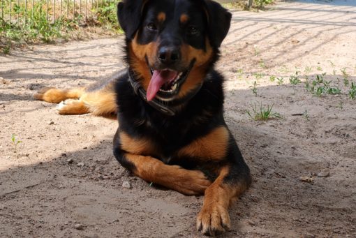 Hunde