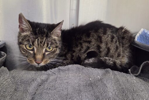 67 26♀