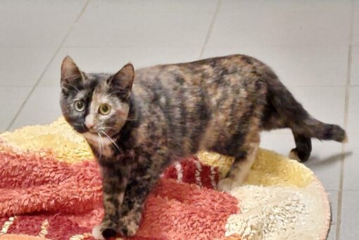 76 24 Buttercup♀