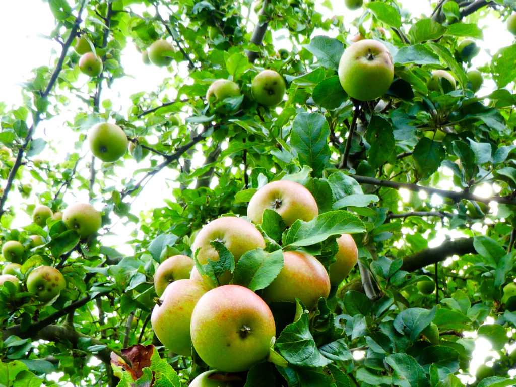 Angebote Aus Garten Und Kuche Sozial Und Jugendzentrum
