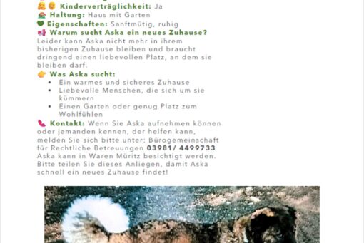 germ bärenhund