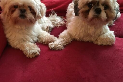 Gini und Mobby