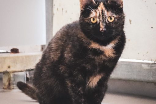 Katzen