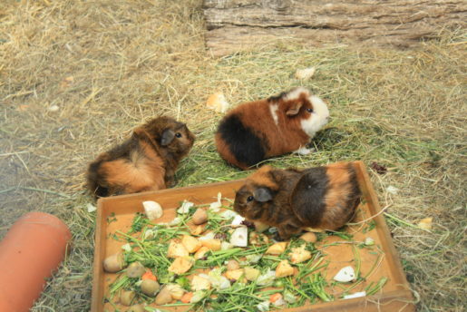 img_8311_tiere