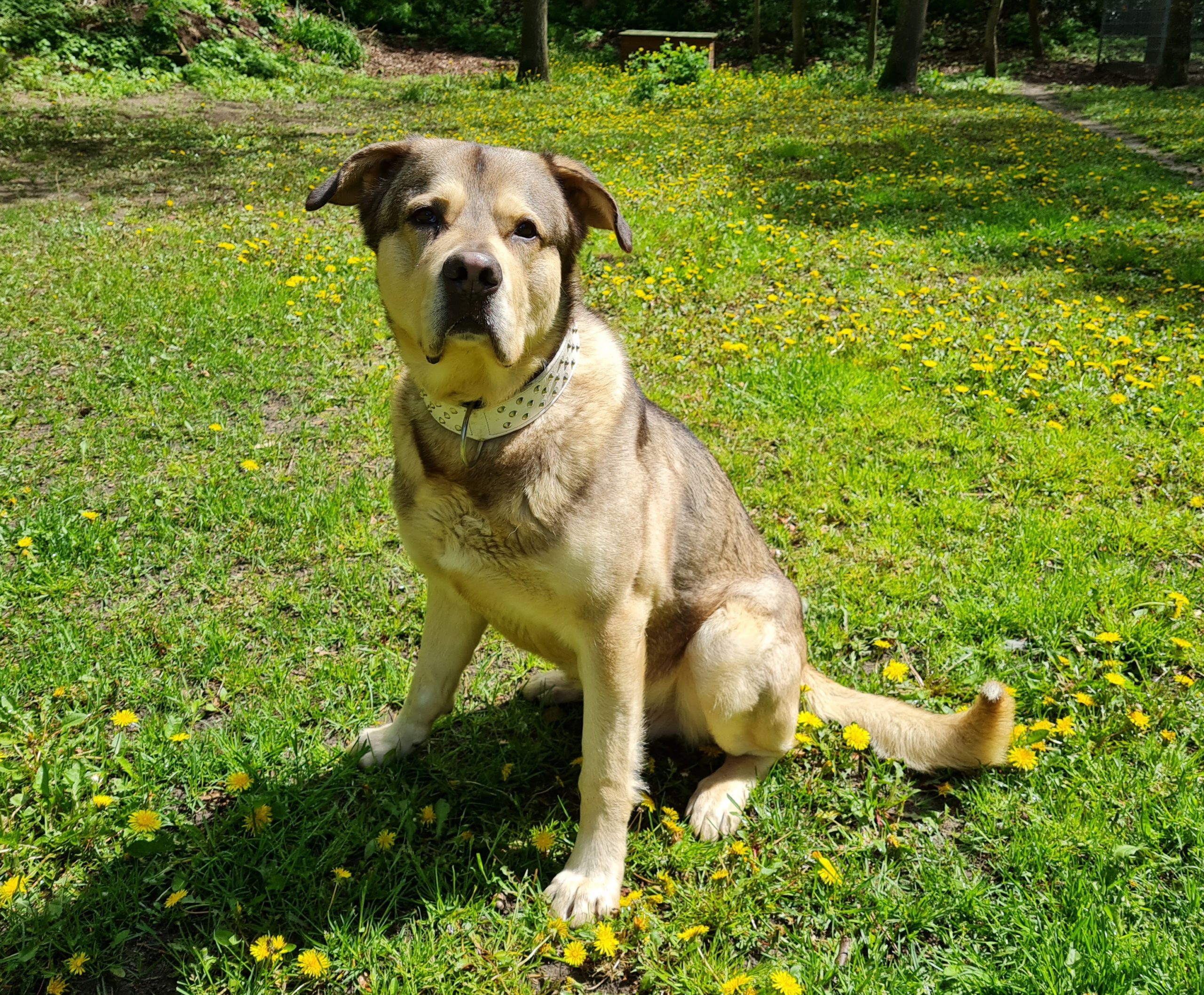Hunde Sozial Und Jugendzentrum Hinterste Muhle Ggmbh