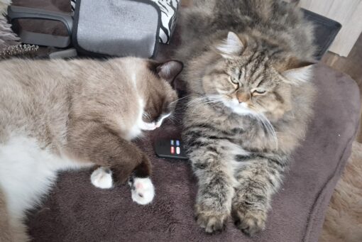 Momo und Mimi