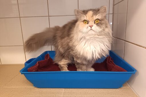 tierheim katz