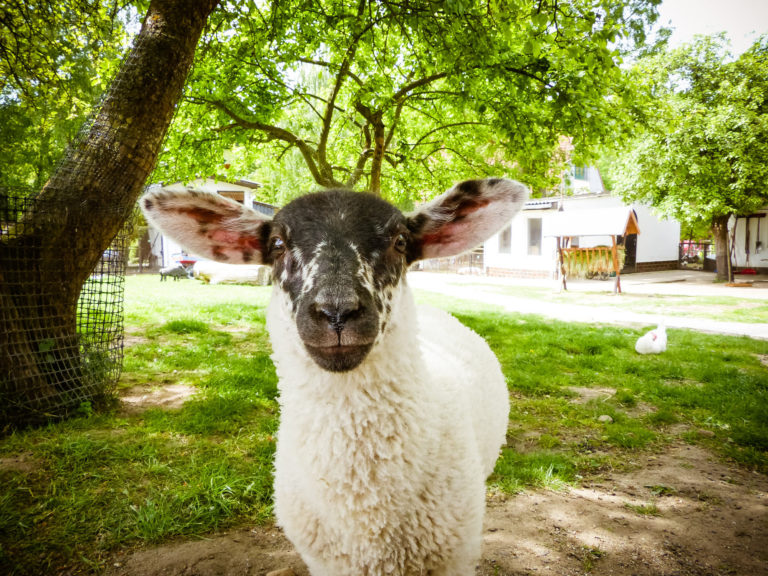 tierhof Hinterste Mühle Neubrandenburg